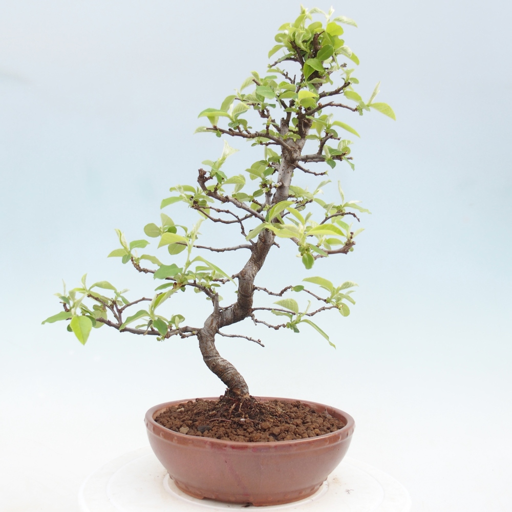 Bonsai da esterno - Chaneomeles chinensis