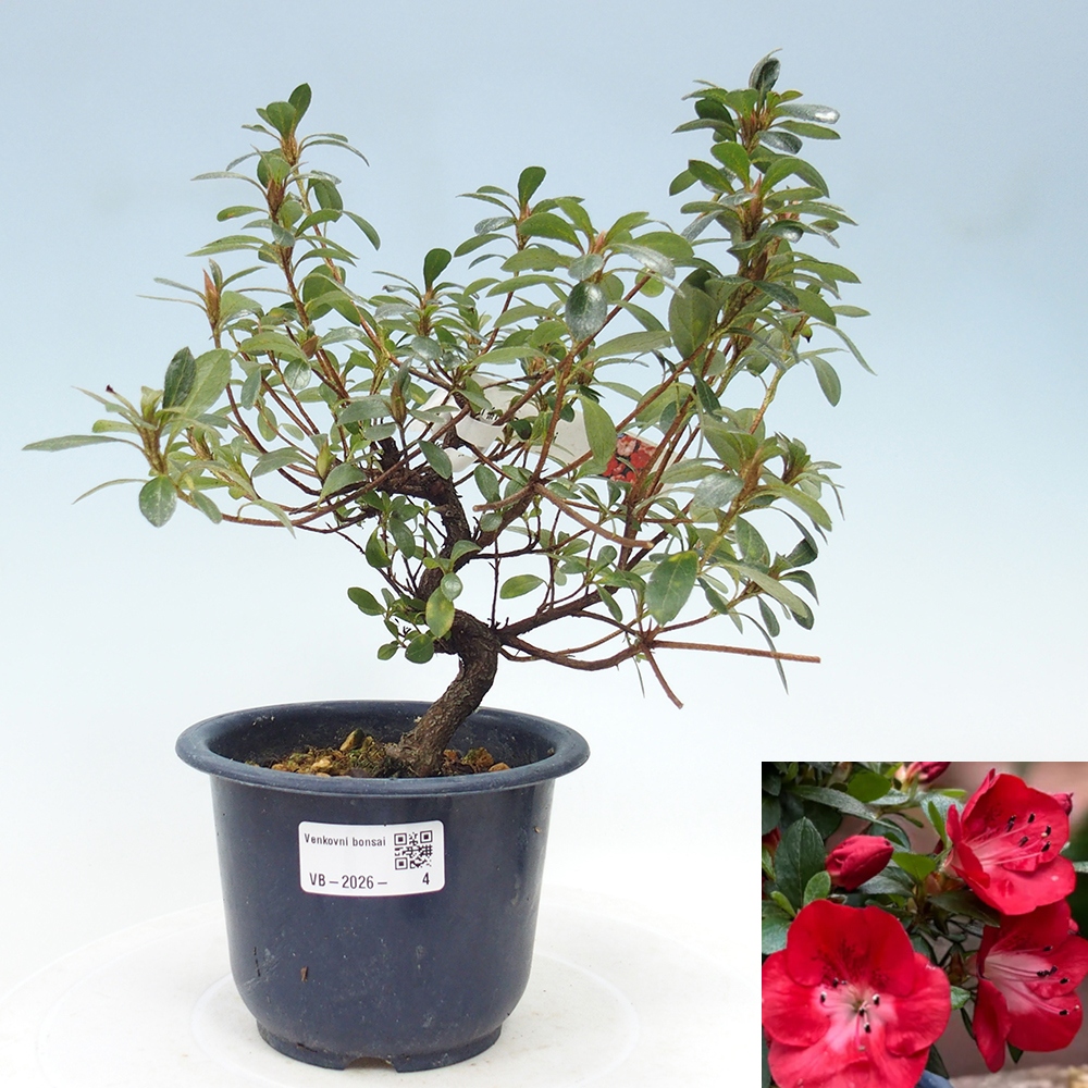 Bonsai da esterno - Azalea giapponese - Azalea Benibeni