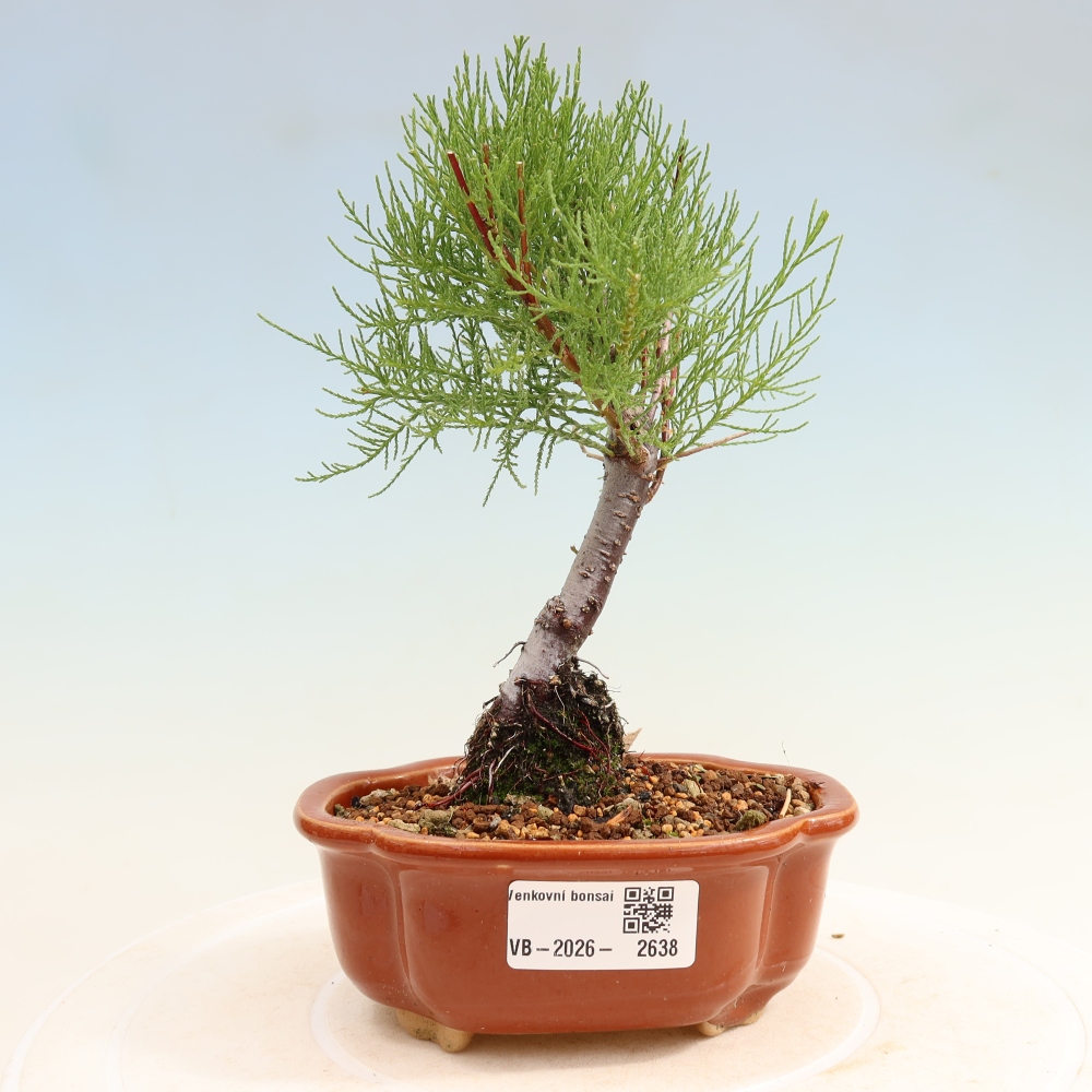 Bonsai da esterno - Tamarisco - Tamarix