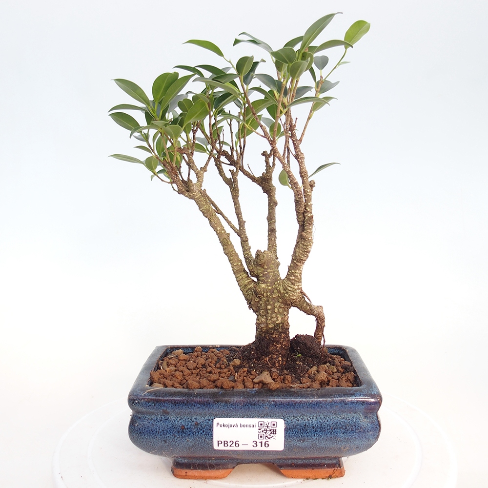 Camera bonsai - Ficus retusa - ficus a foglie piccole