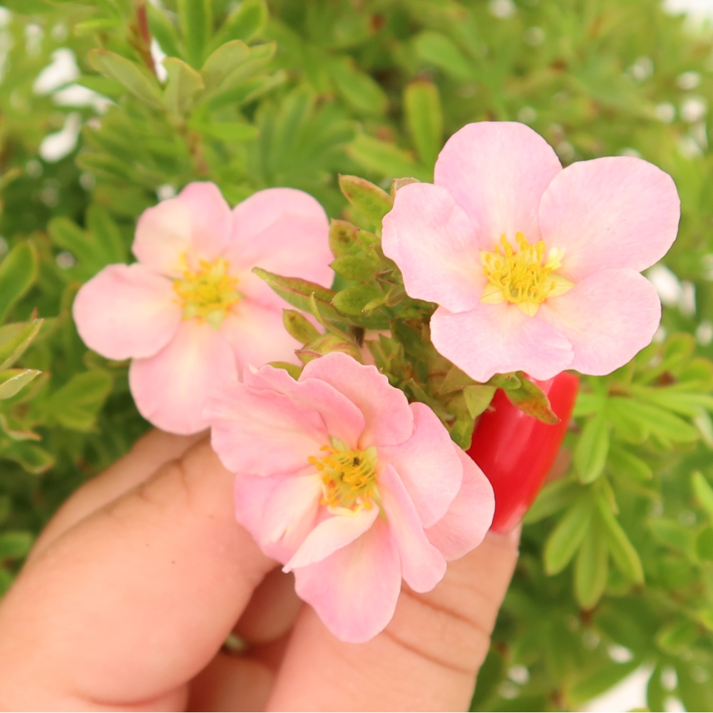 Bonsai da esterno - Potentilla fruticosa - Potentila fruticosa Bellissima