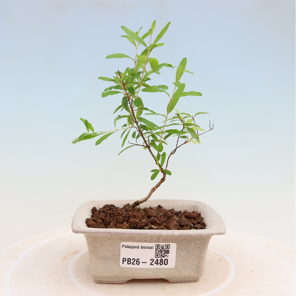 Camera bonsai-PUNICA granatum nana-Mela granata