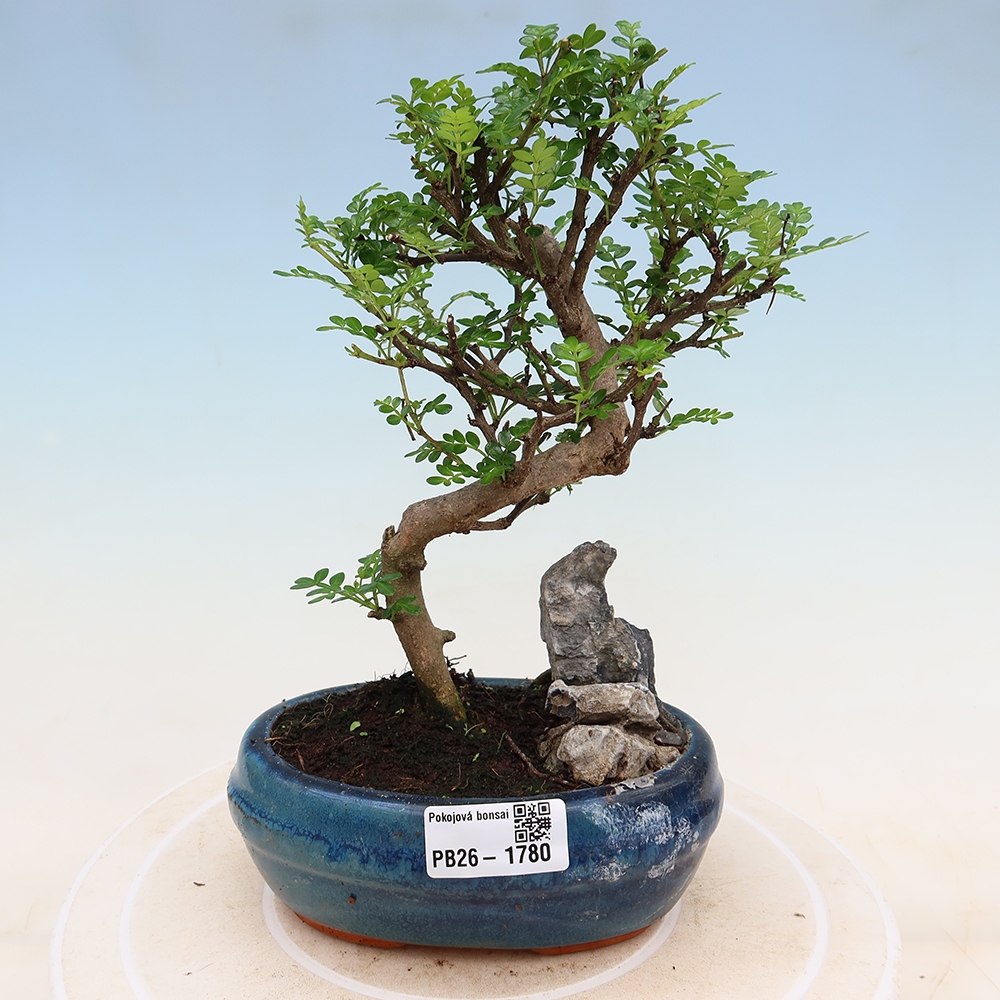 Camera bonsai - Zantoxylum piperitum - albero del pepe