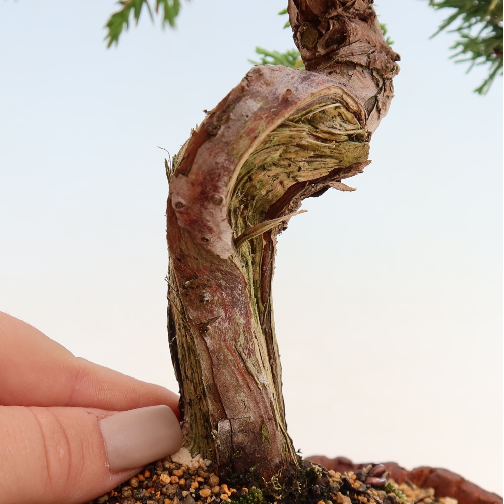 Bonsai da esterno - Juniperus chinensis Itoigawa-Juniperus chinensis