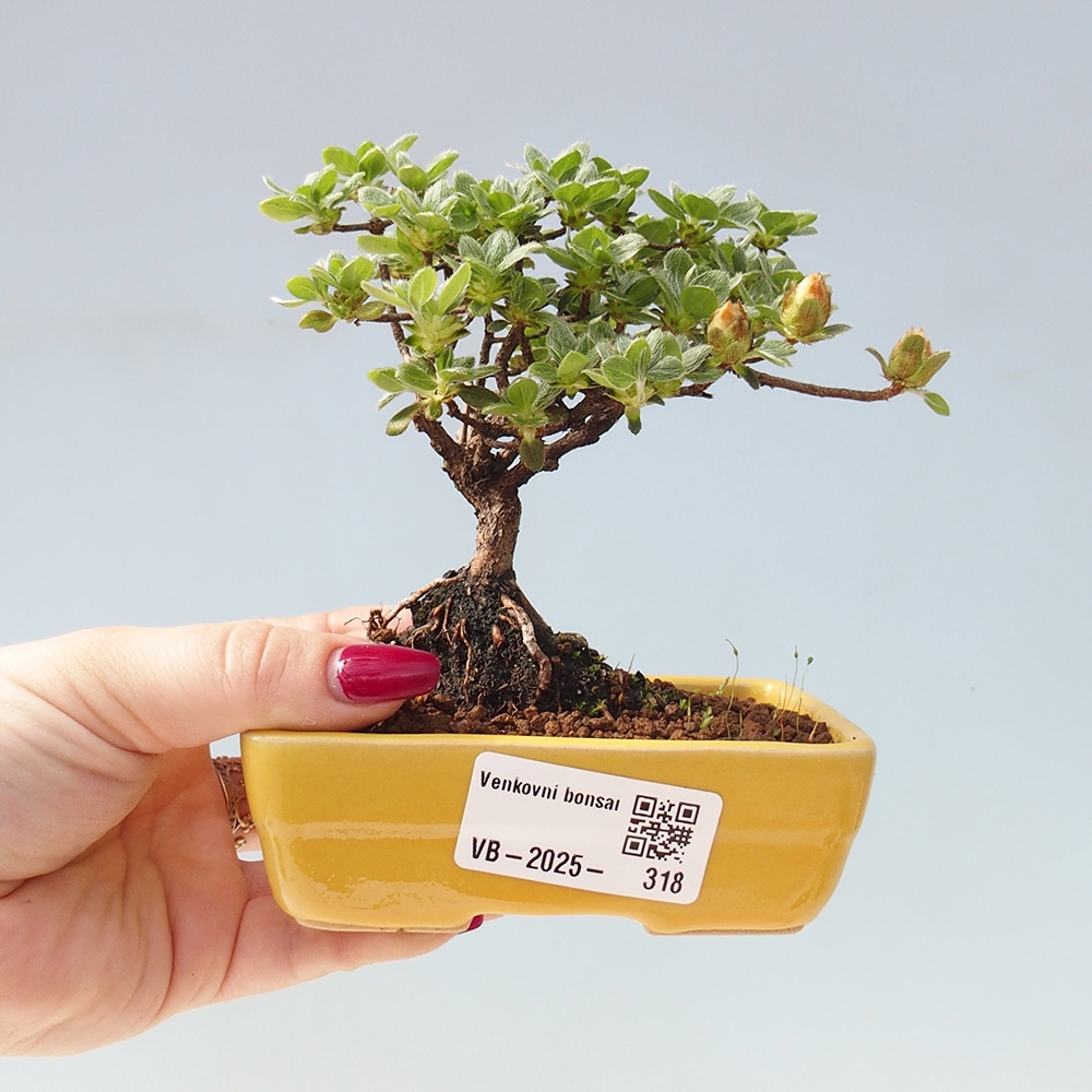 Bonsai da esterno - Rhododendron indicum - Azalea giapponese