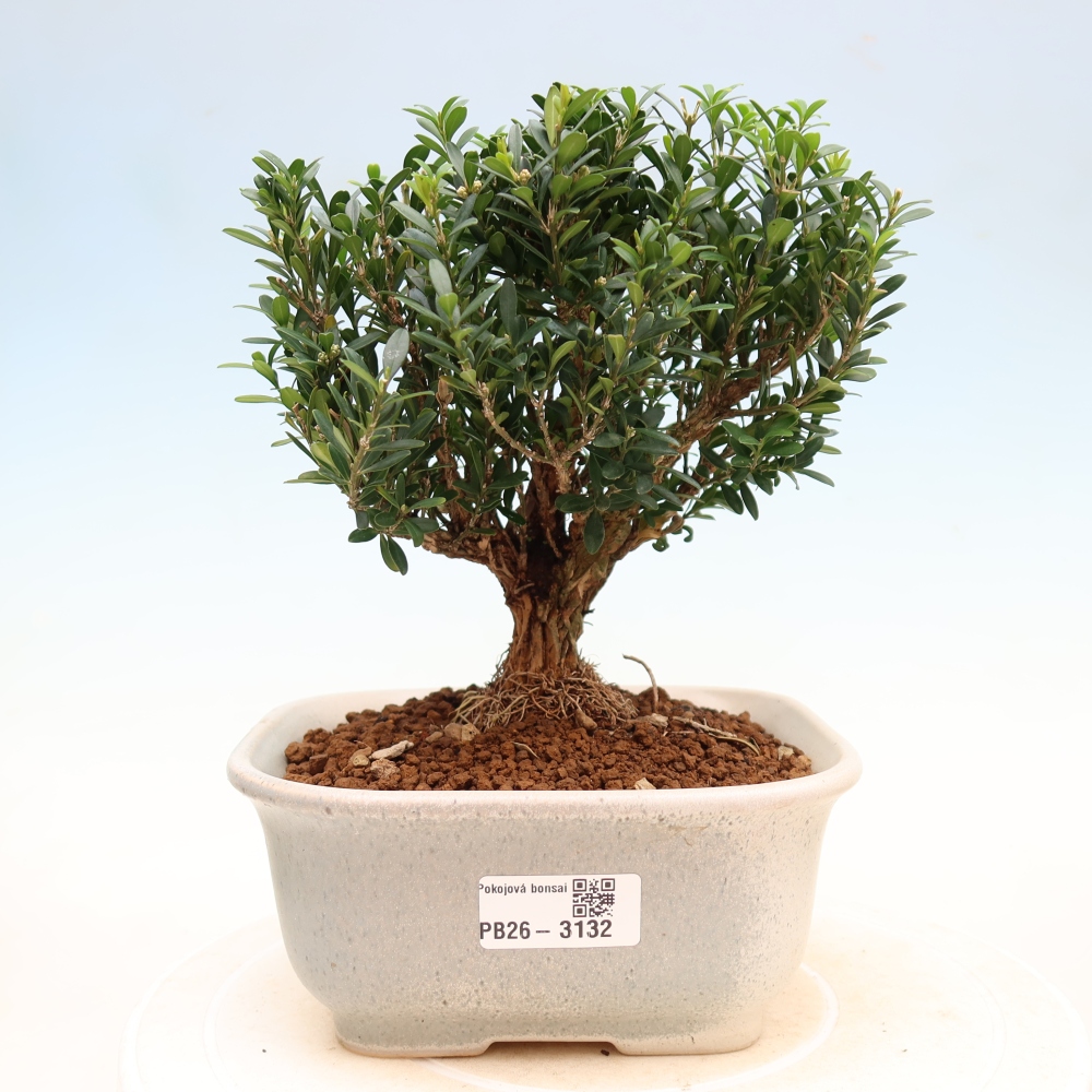 Camera bonsai - Buxus harlandii - buxus da sughero