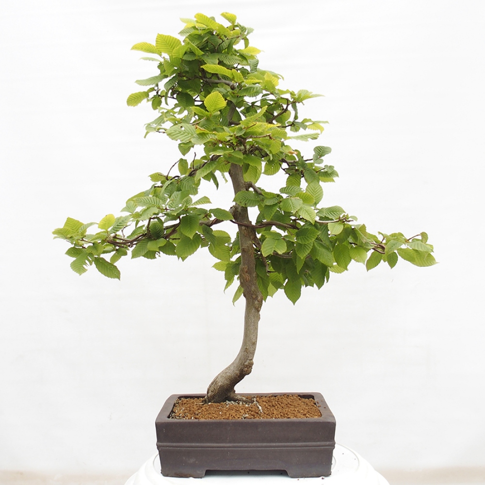 Bonsai da esterno - Carpino - Carpinus betulus