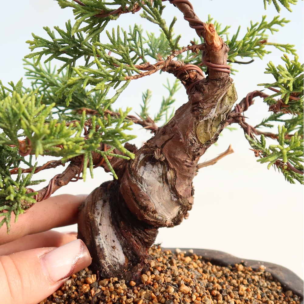 Bonsai da esterno - Juniperus chinensis Itoigawa
