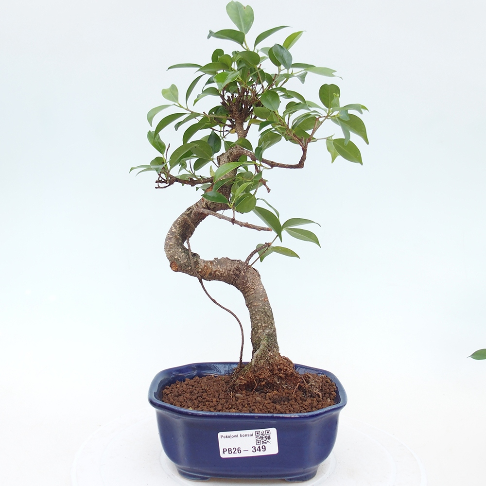 Camera bonsai - Ficus retusa - ficus a foglie piccole
