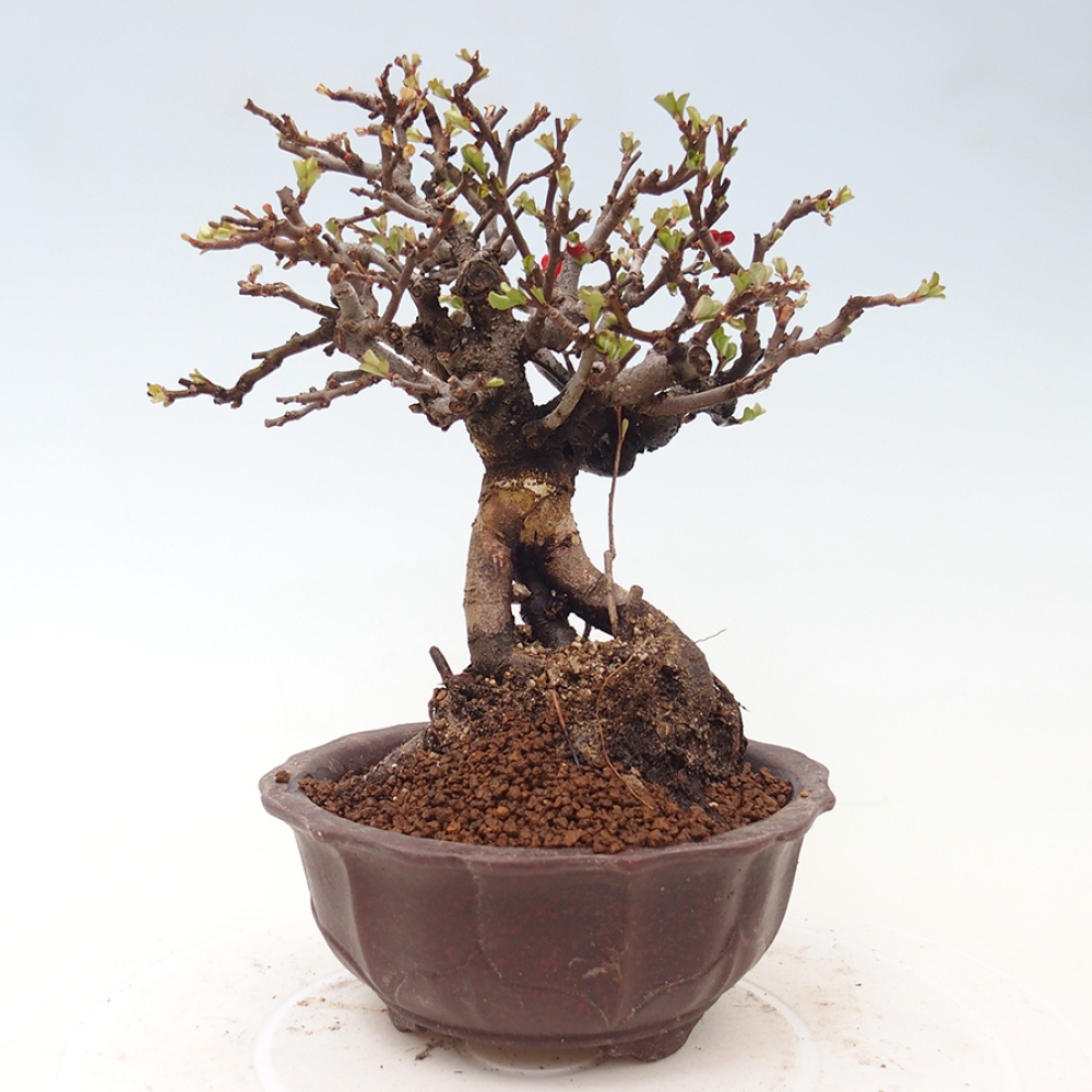 Bonsai da esterno - Chaneomeles speciosa - Cotogno
