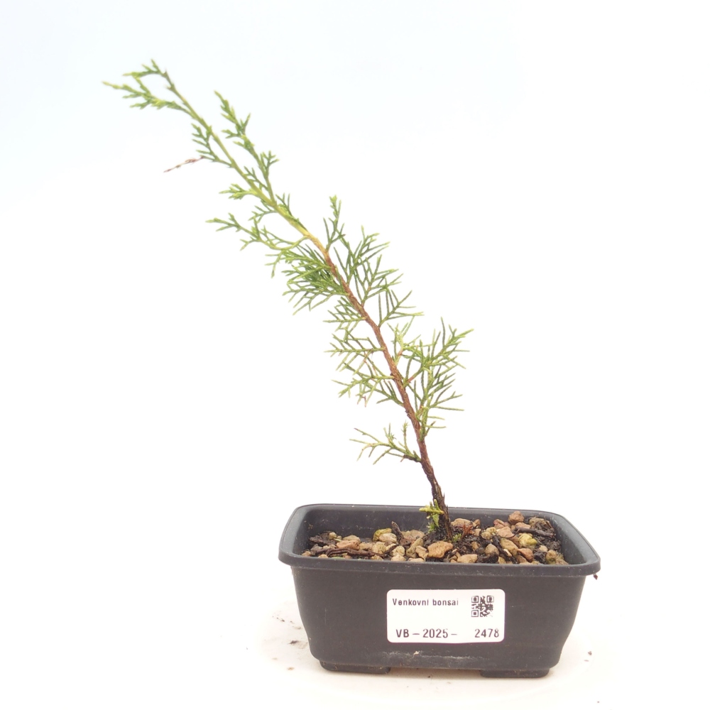 Bonsai da esterno - Juniperus chinensis Itoigawa
