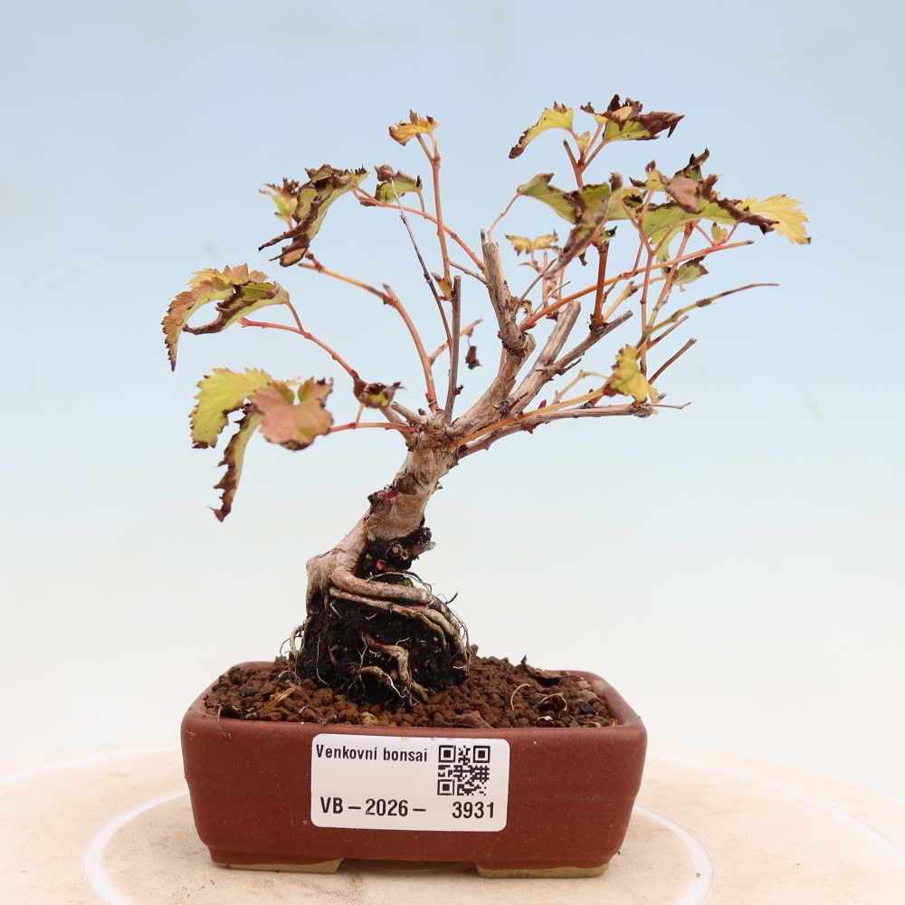 Bonsai da esterno - Stephanandra incisa - Stephanandra incisa