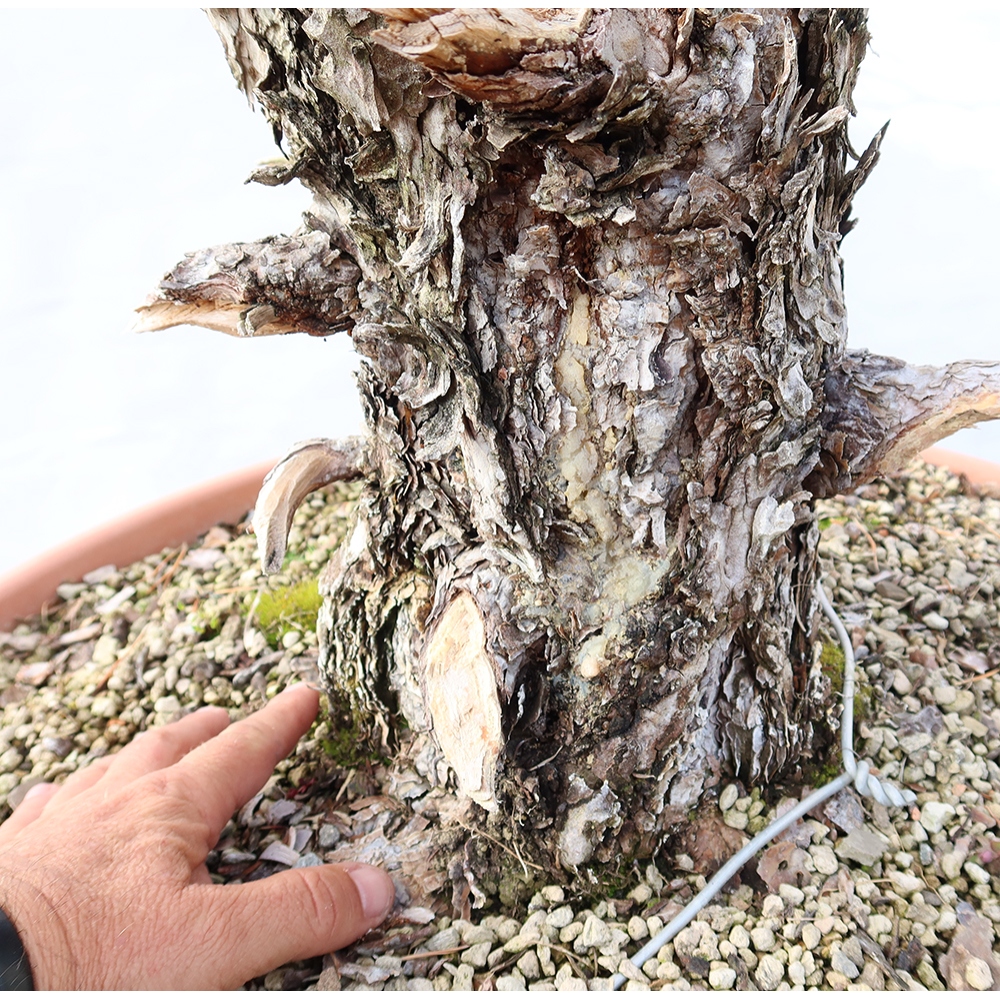Pinus sylvestris Spagna - pino silvestre