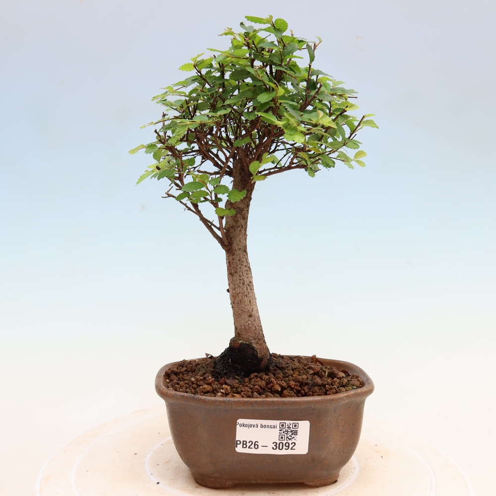 Camera bonsai - Ulmus parvifolia - Olmo a foglie piccole