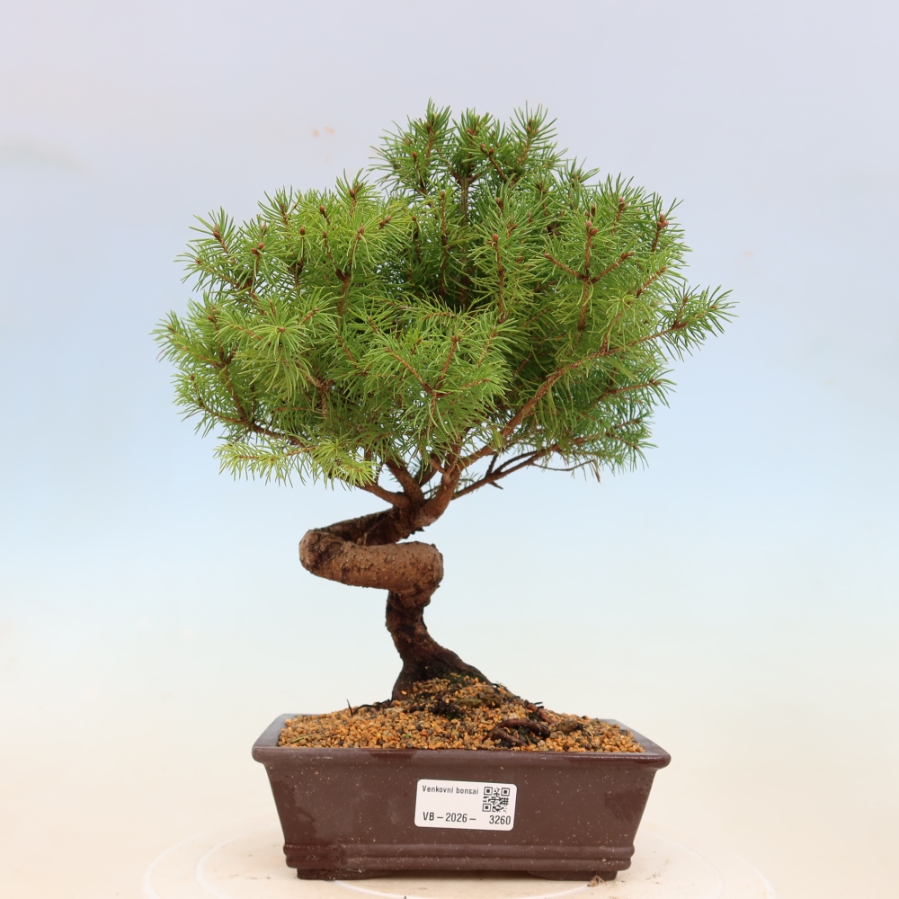 Bonsai da esterno - Abete rosso - Picea glauca globo