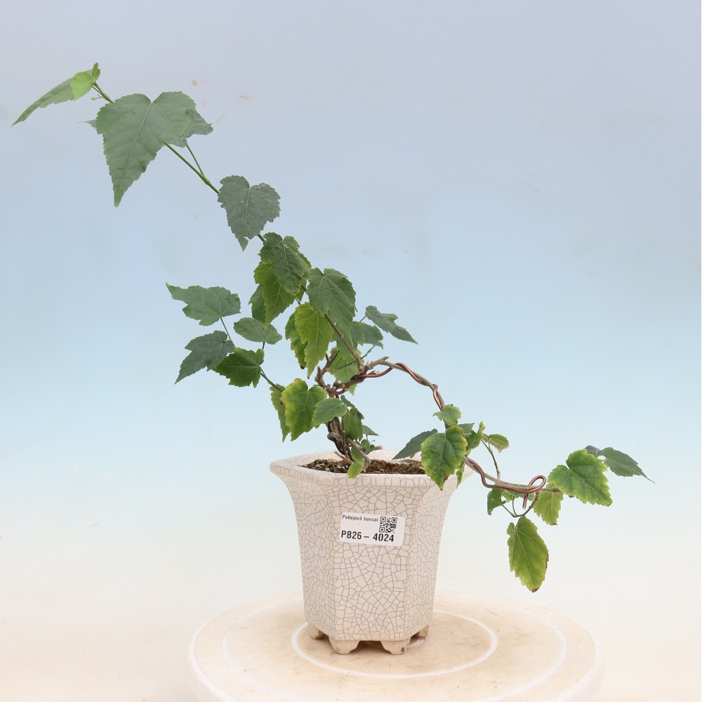 Bonsai da interno - Abutilon Big Bell - Cloudberry