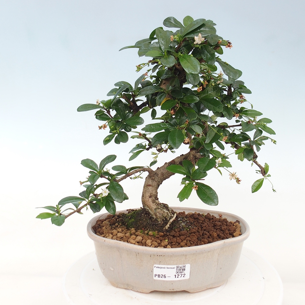 Camera bonsai - Carmona macrophylla - Tea fuki