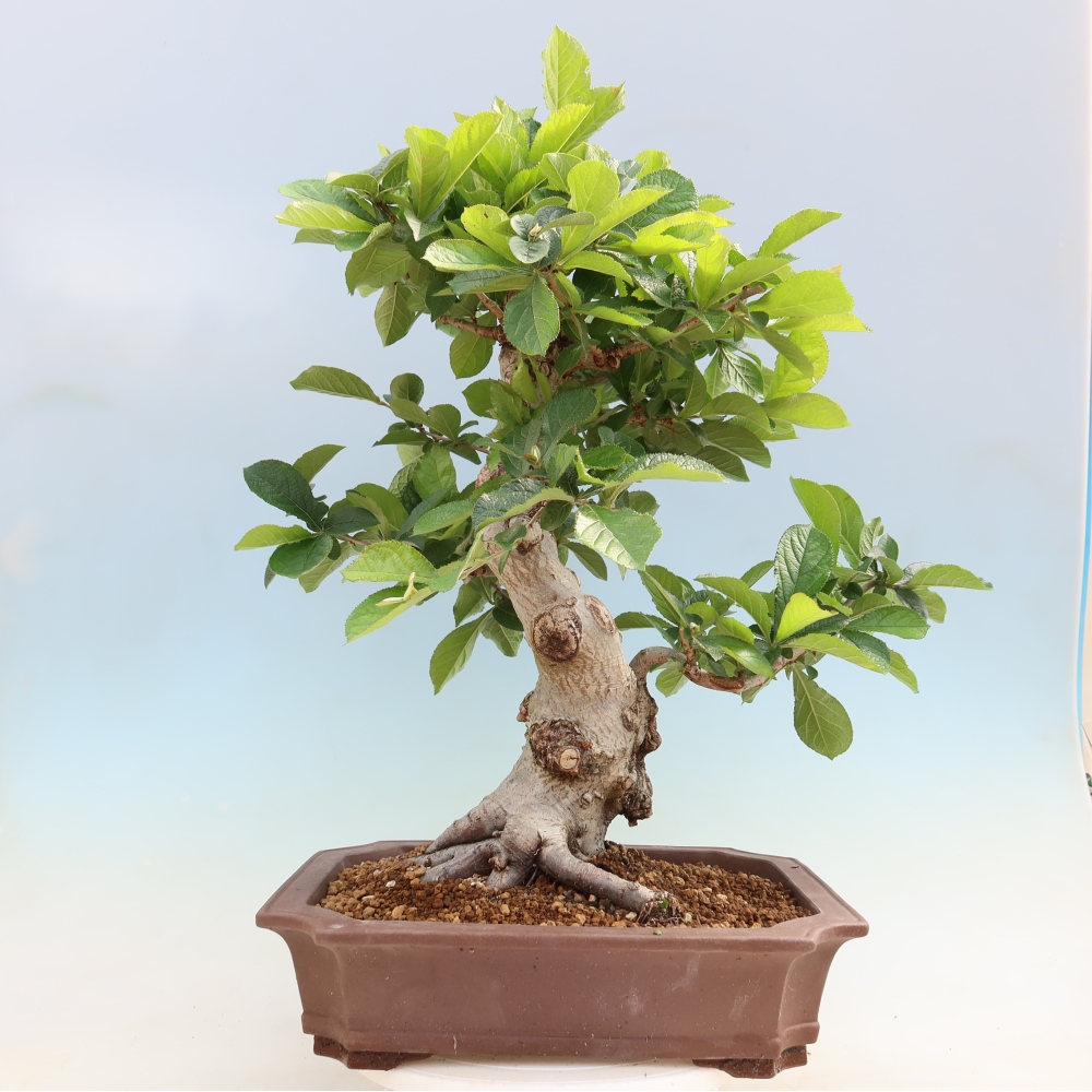 Bonsai da esterno - Photinia villosa