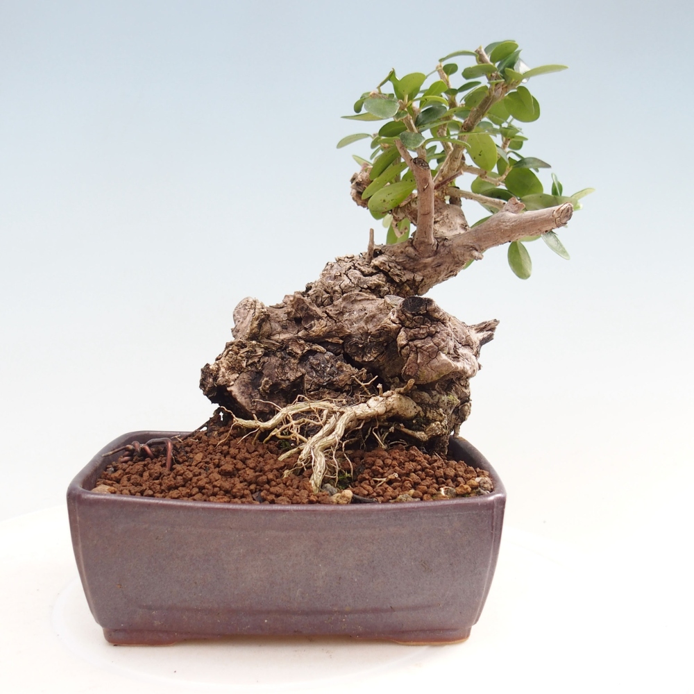 Bonsai da interno - Olea europaea sylvestris