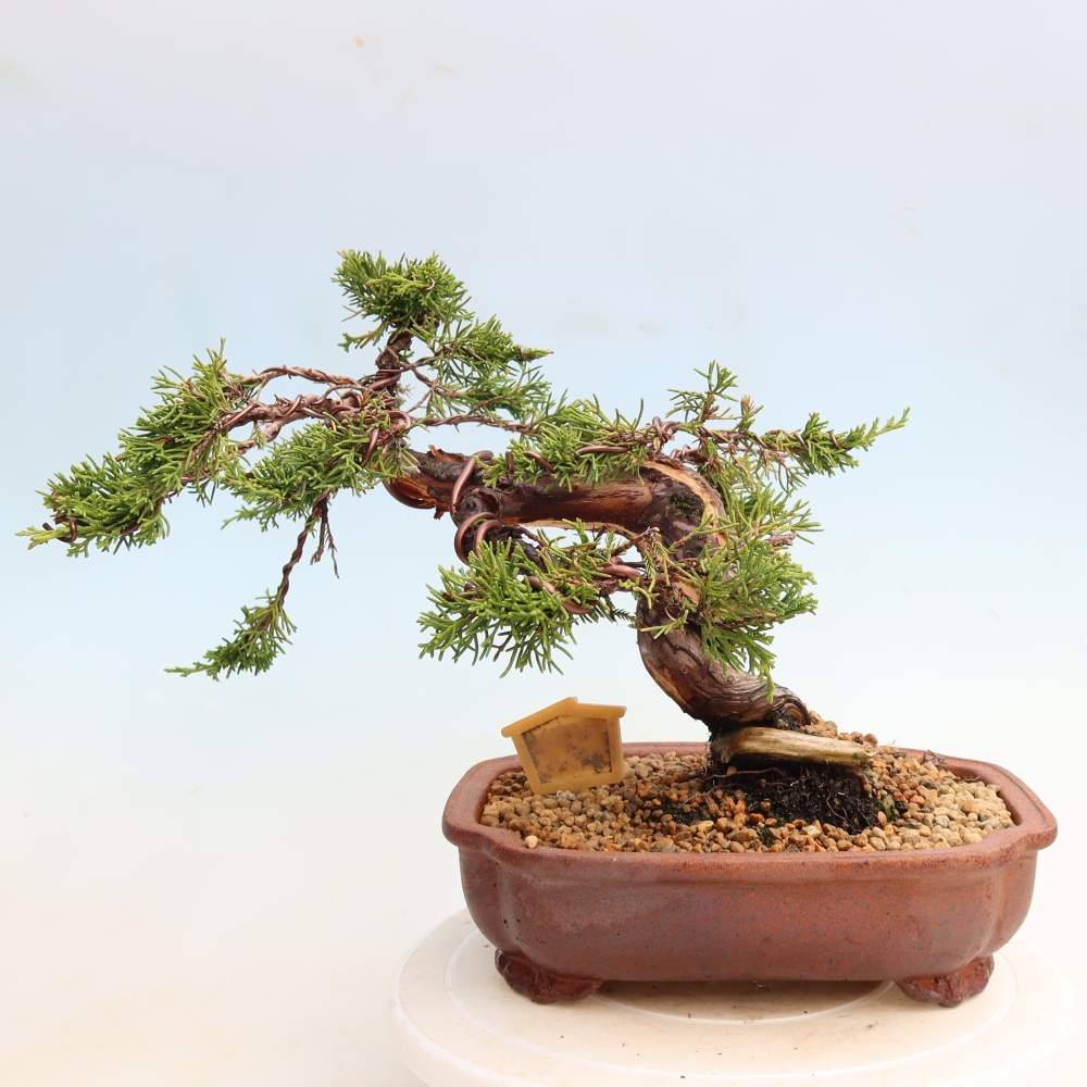 Bonsai da esterno - Juniperus chinensis Itoigawa-Juniperus chinensis