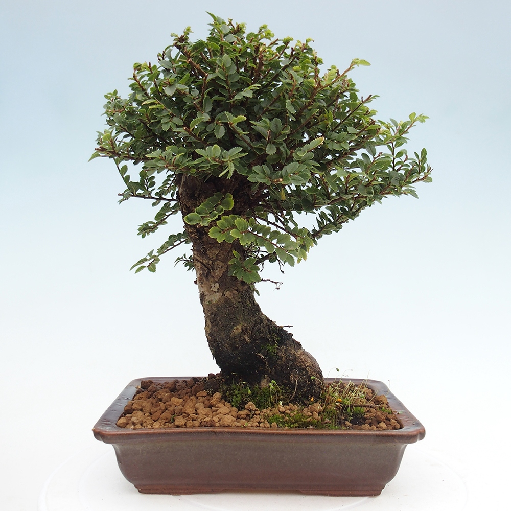 Bonsai da esterno - Ulmus parvifolia Hokkaido - Olmo cinese