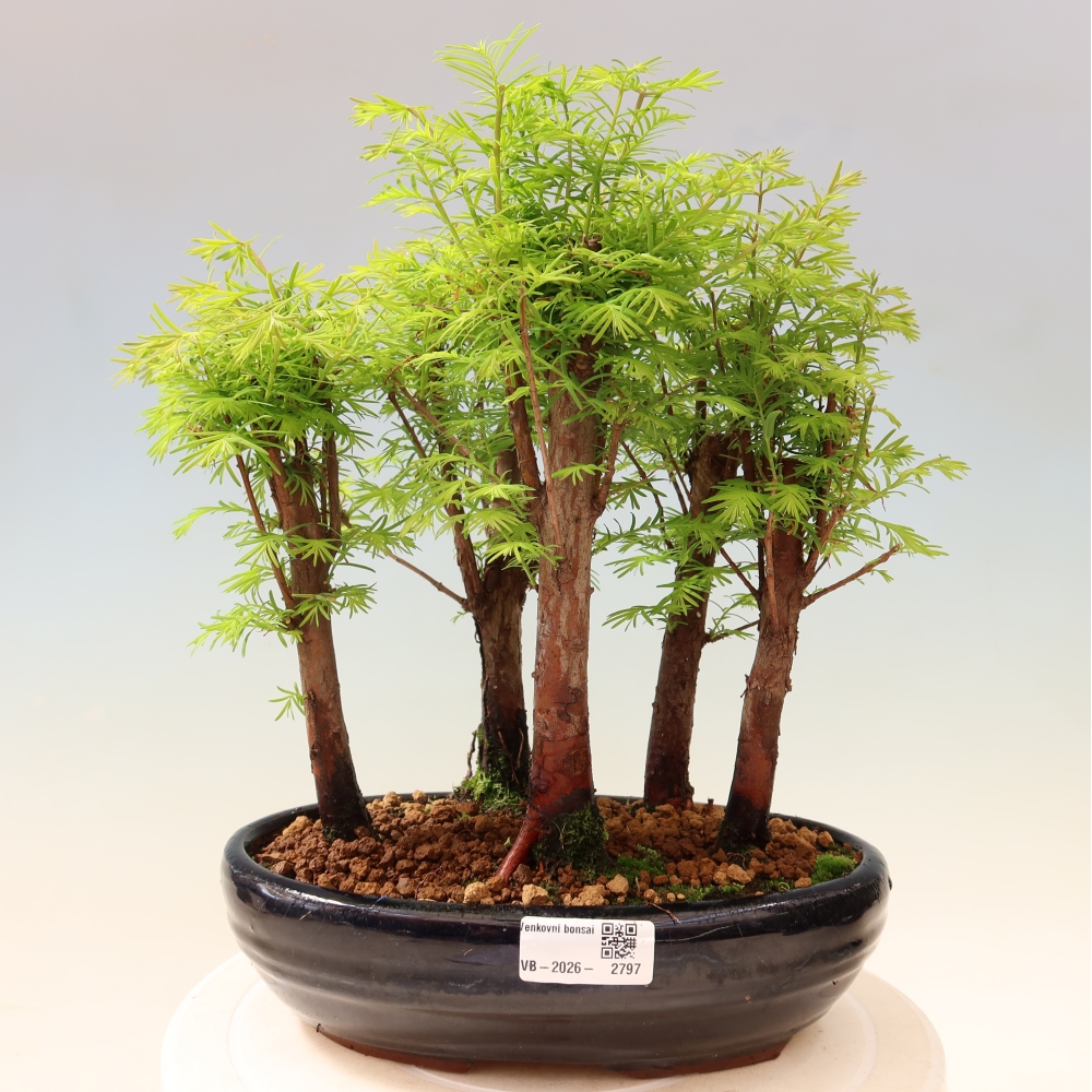 Bonsai da esterno - Metasequoia glyptostroboides - Metasequoia cinese - boschetto