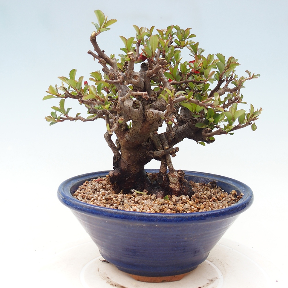 Bonsai da esterno - Chaneomeles speciosa - Cotogno