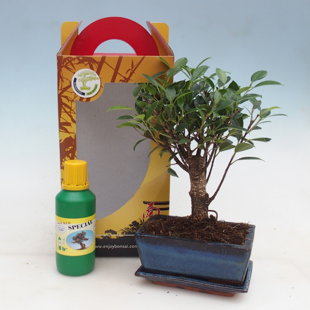 Bonsai da camera in confezione regalo Ficus retusa - Ficus a foglie piccole