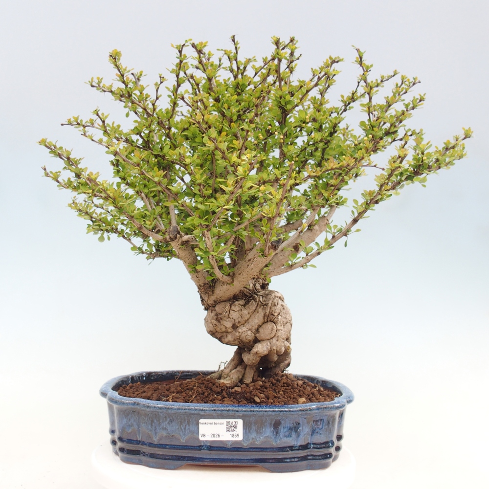 Bonsai da esterno - Berberis coreana