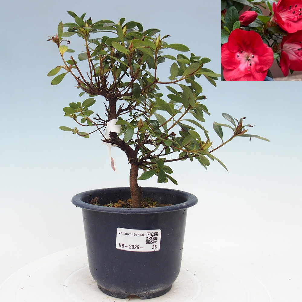 Bonsai da esterno - Azalea giapponese - Azalea Benibeni