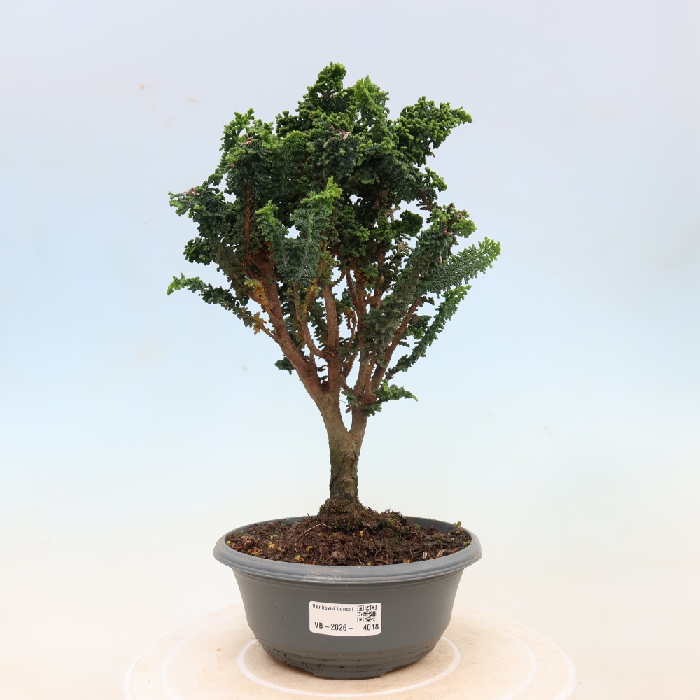 Bonsai da esterno - Cham. obtusa SEKKA HINOKI - Cipresso