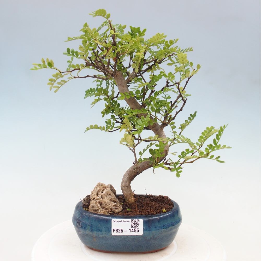 Camera bonsai - Zantoxylum piperitum - albero del pepe