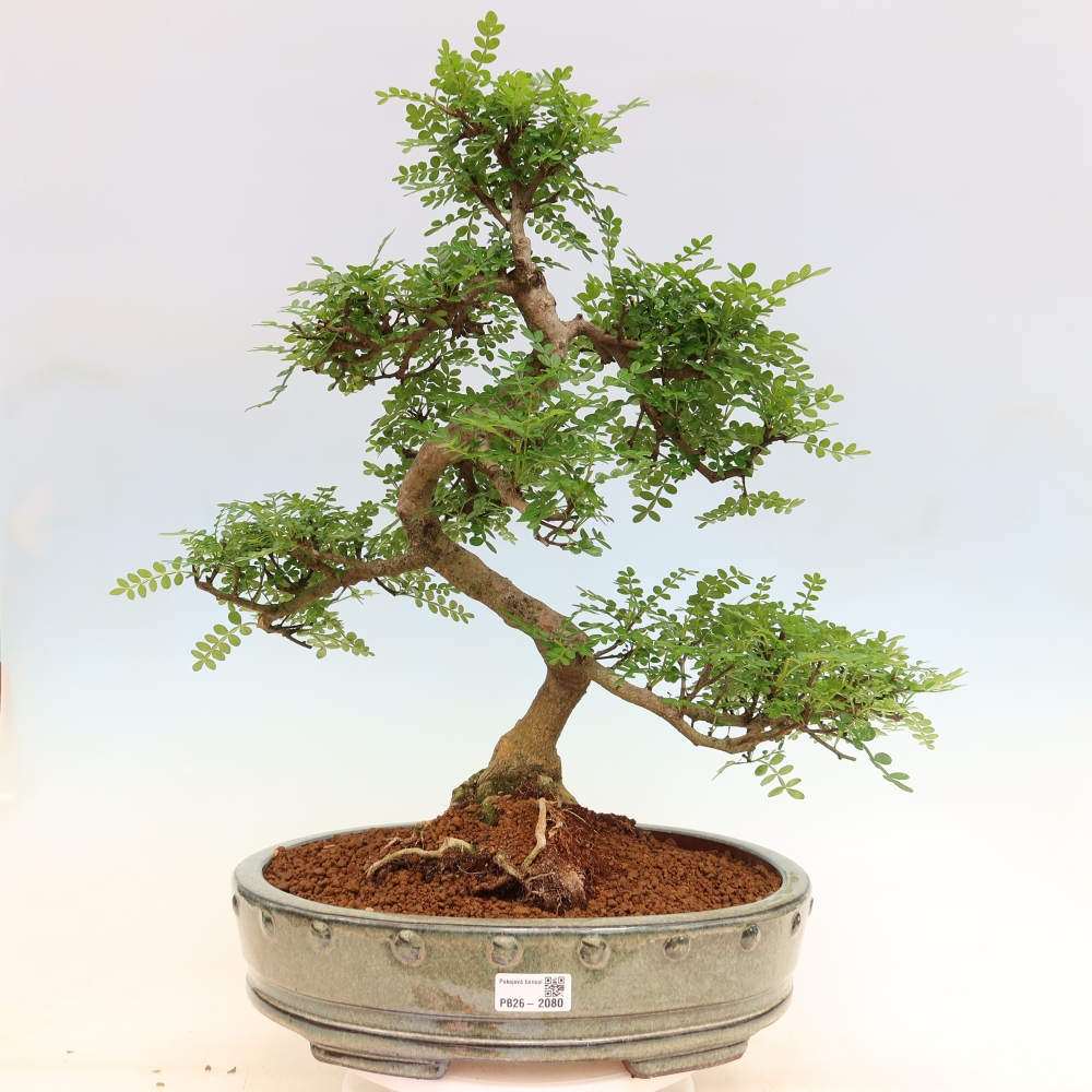 Camera bonsai - Zantoxylum piperitum - albero del pepe