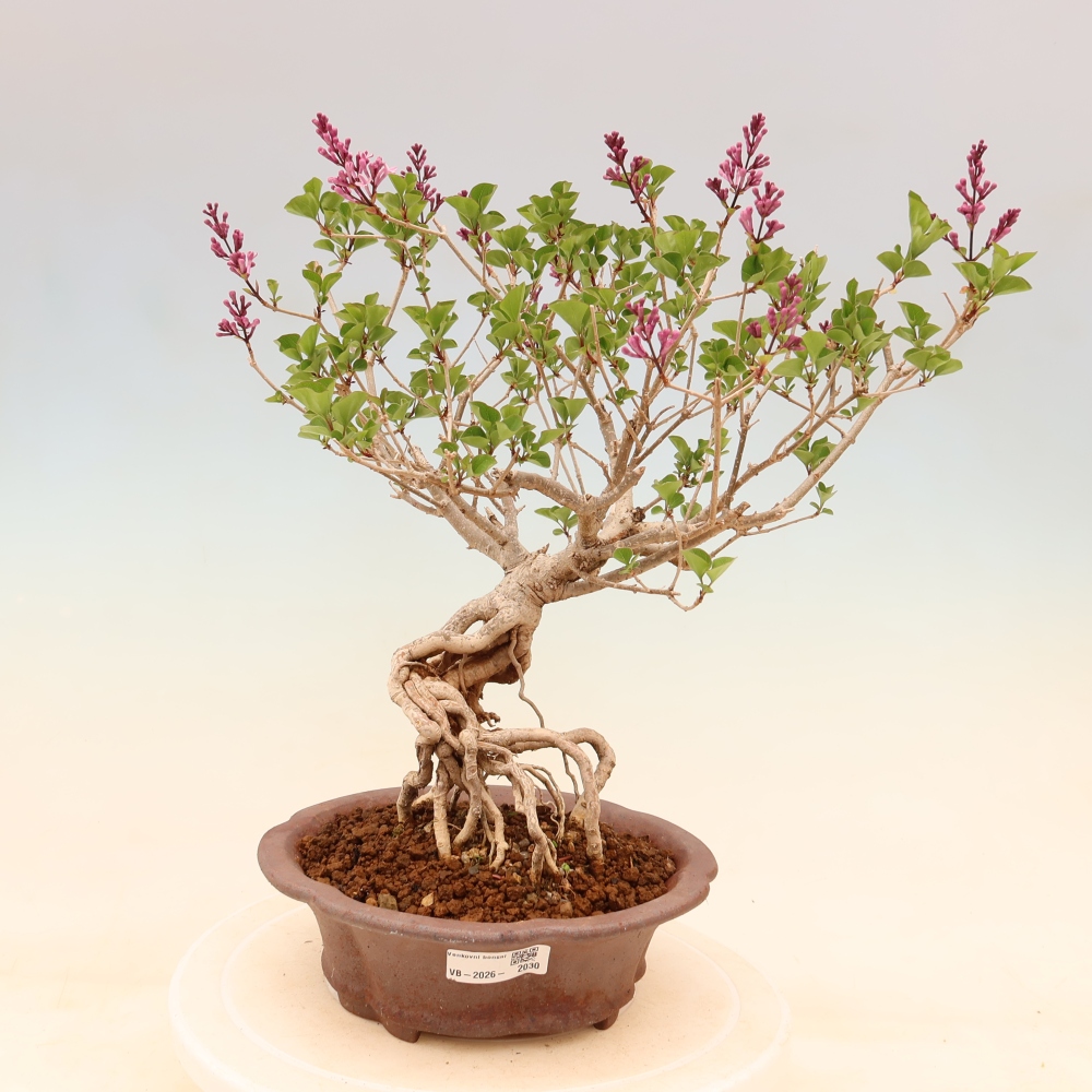 Bonsai da esterno - Syringa microphylla - lillà a fiore piccolo