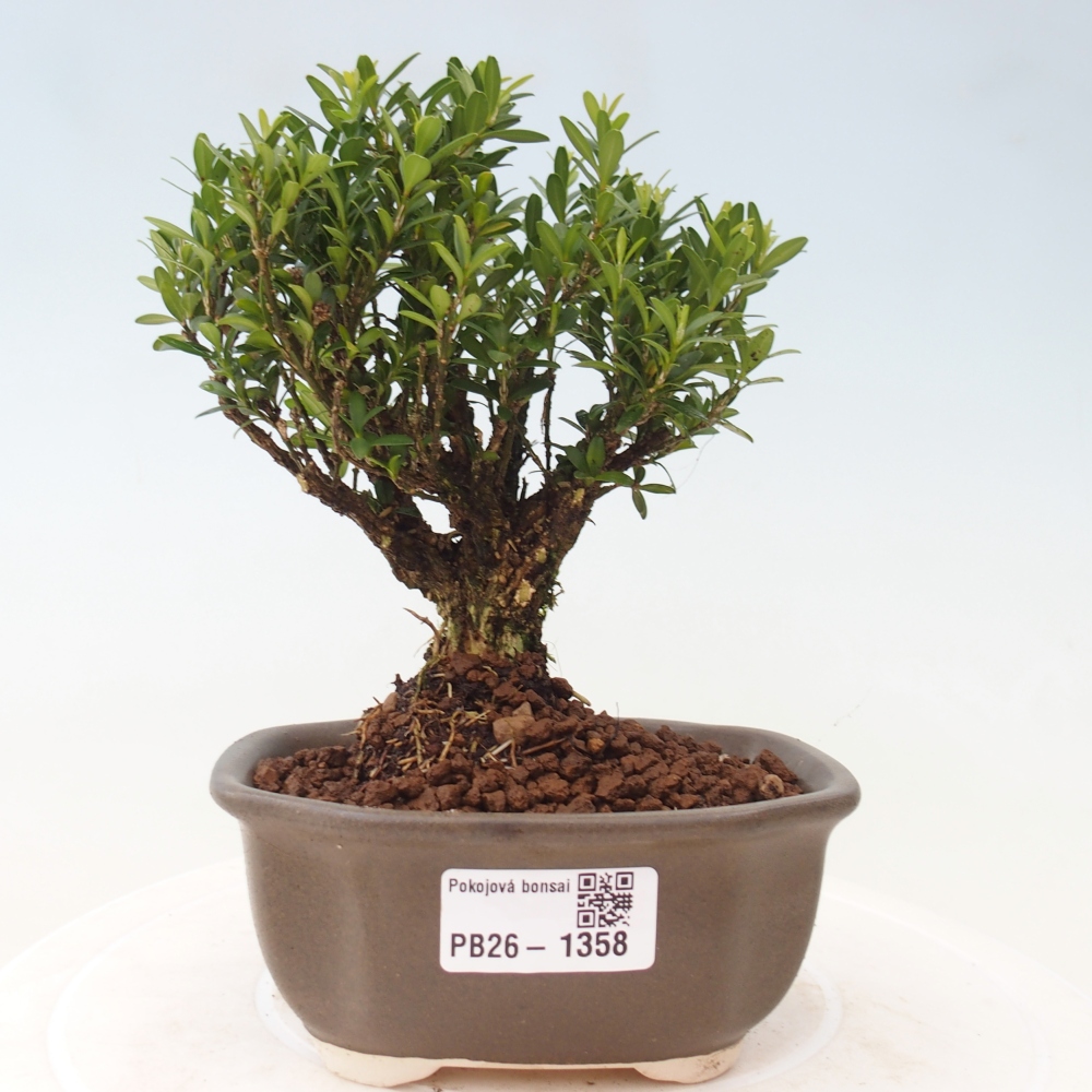 Camera bonsai - Buxus harlandii - buxus da sughero
