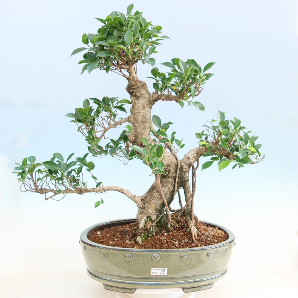Camera bonsai - Ficus kimmen - ficus a foglie piccole