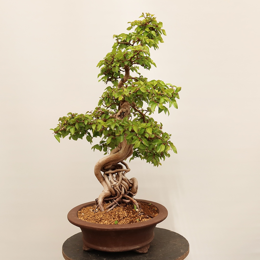 Bonsai da esterno -Carpinus Coreana - Carpino coreano