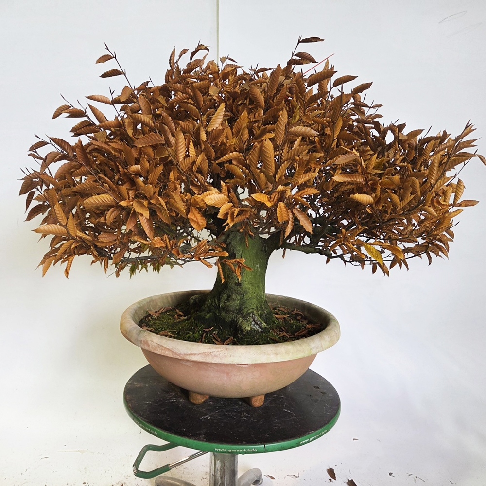Bonsai da esterno - Fagus crenata