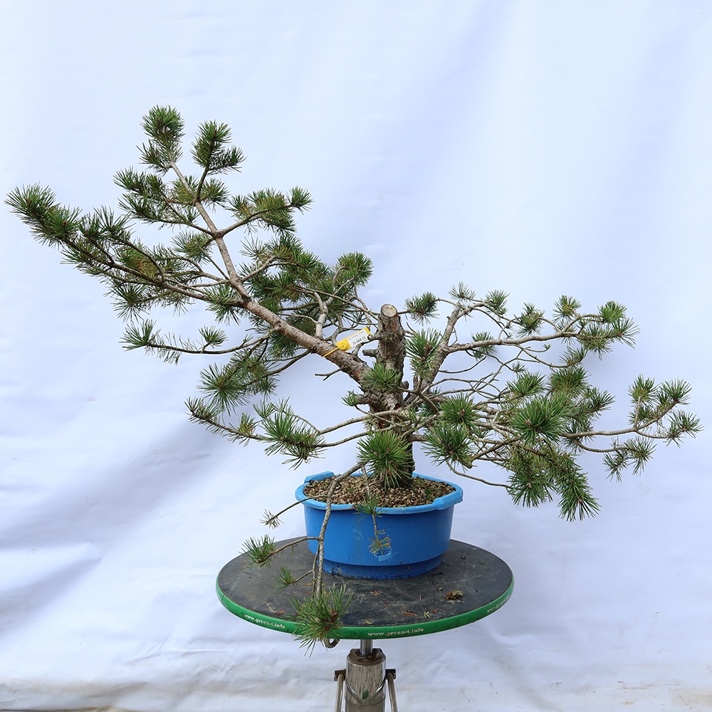 Pinus sylvestris Spagna - pino silvestre