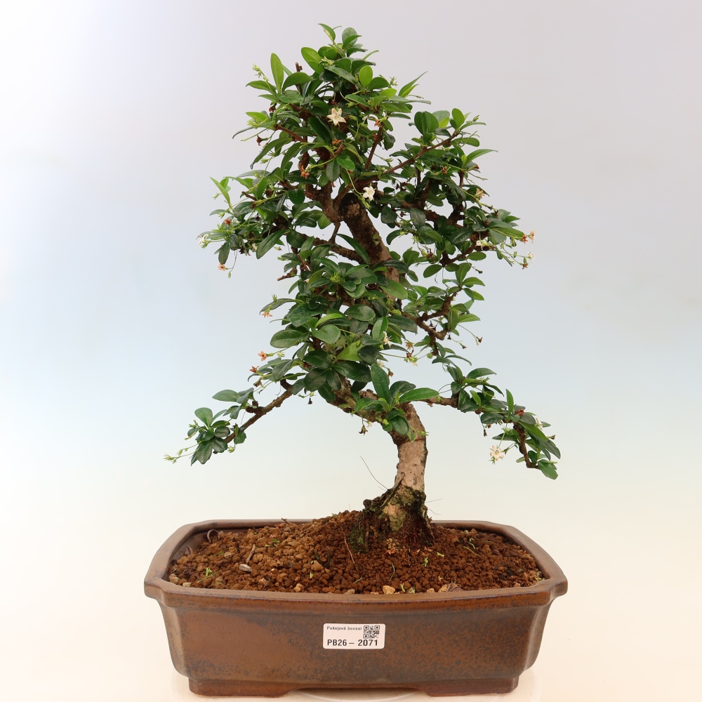 Camera bonsai - Carmona macrophylla - Tea fuki