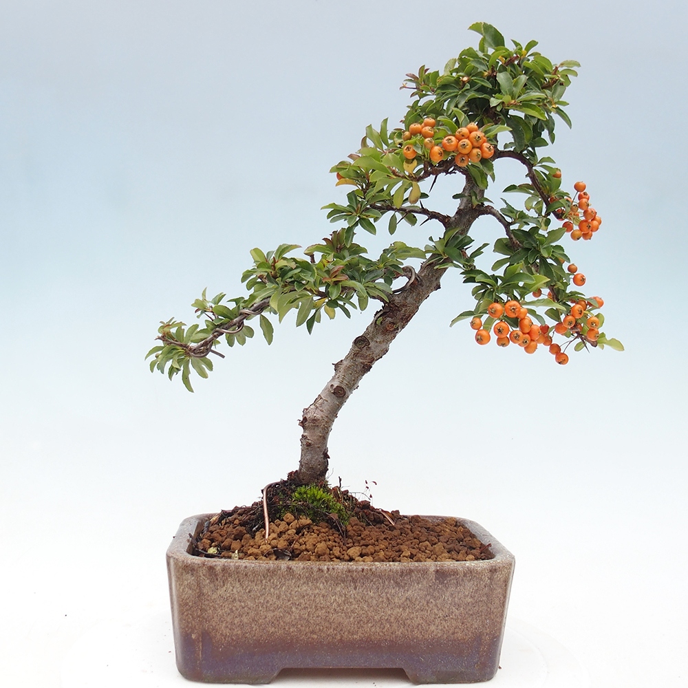 Bonsai da esterno-Pyracantha Teton -Hlox