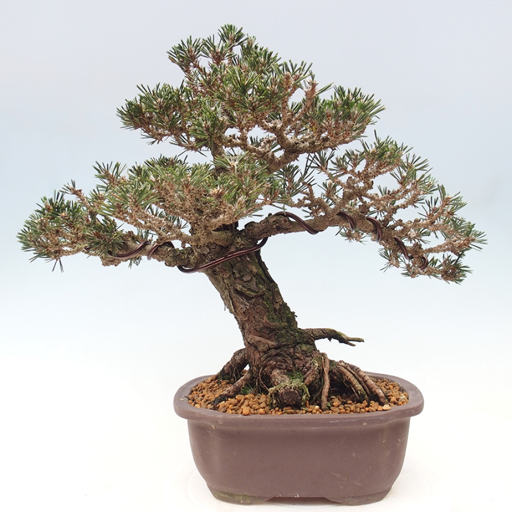 Bonsai da esterno - Pinus thunbergii Kotobuki - Pino di Thunberg