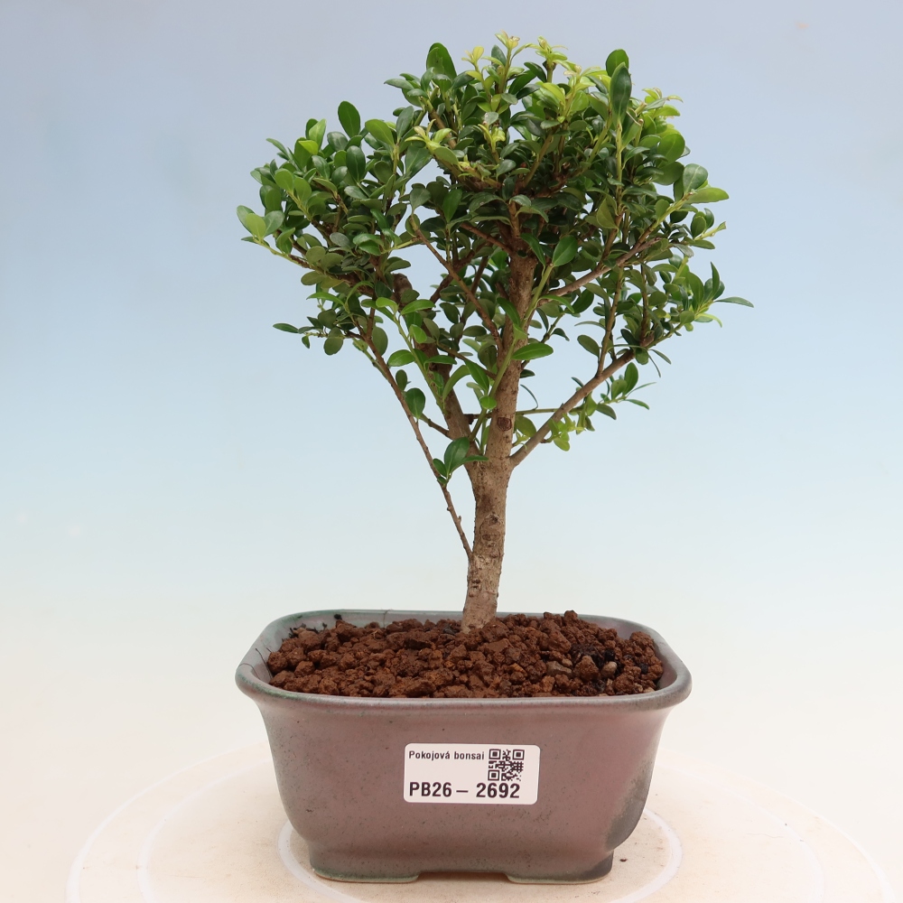 Camera bonsai - Ilex crenata - Agrifoglio