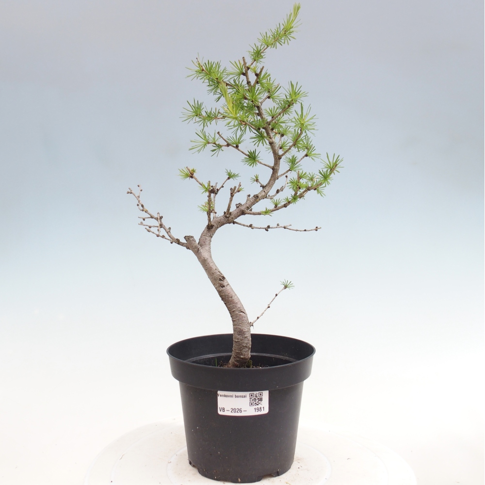 Bonsai da esterno -Larix decidua - Larice