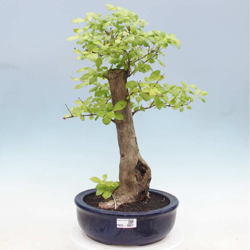 Camera bonsai - Duranta erecta Aurea