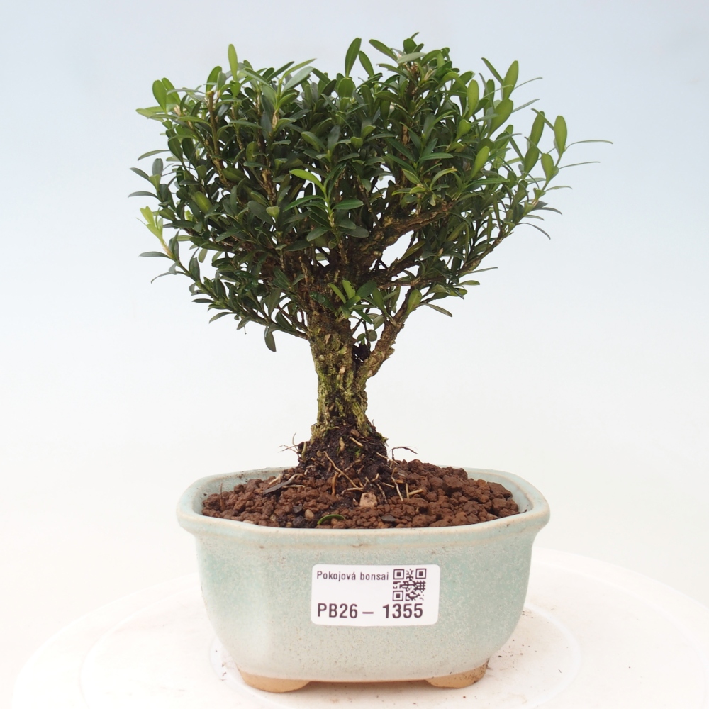 Camera bonsai - Buxus harlandii - buxus da sughero