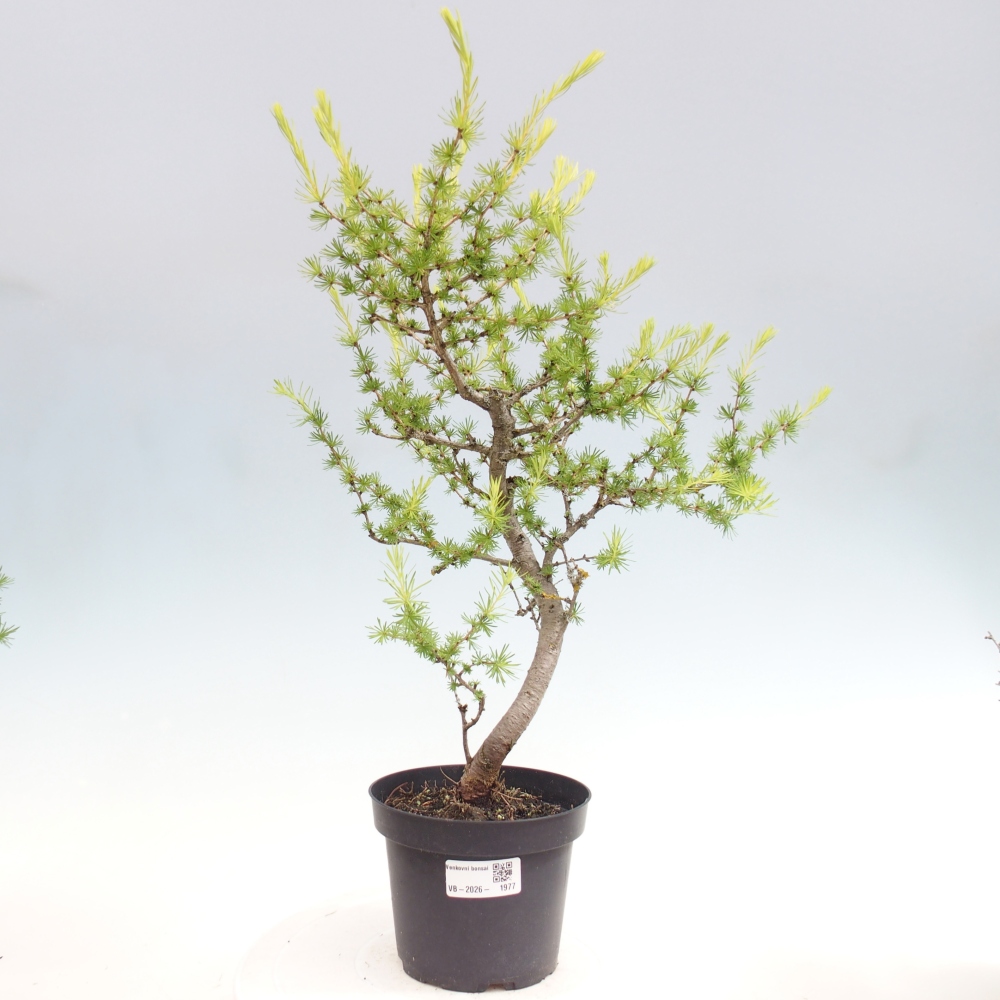 Bonsai da esterno -Larix decidua - Larice