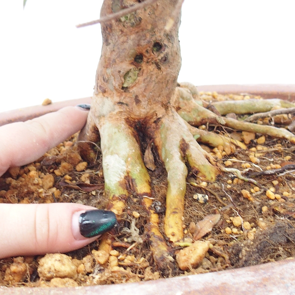 Bonsai da esterno - Azalea giapponese - Azalea Hanatsuzuri