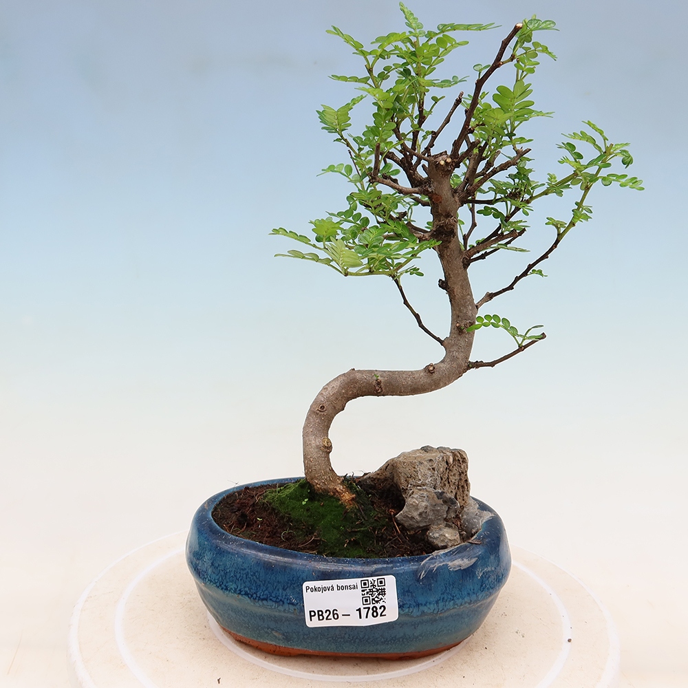 Camera bonsai - Zantoxylum piperitum - albero del pepe