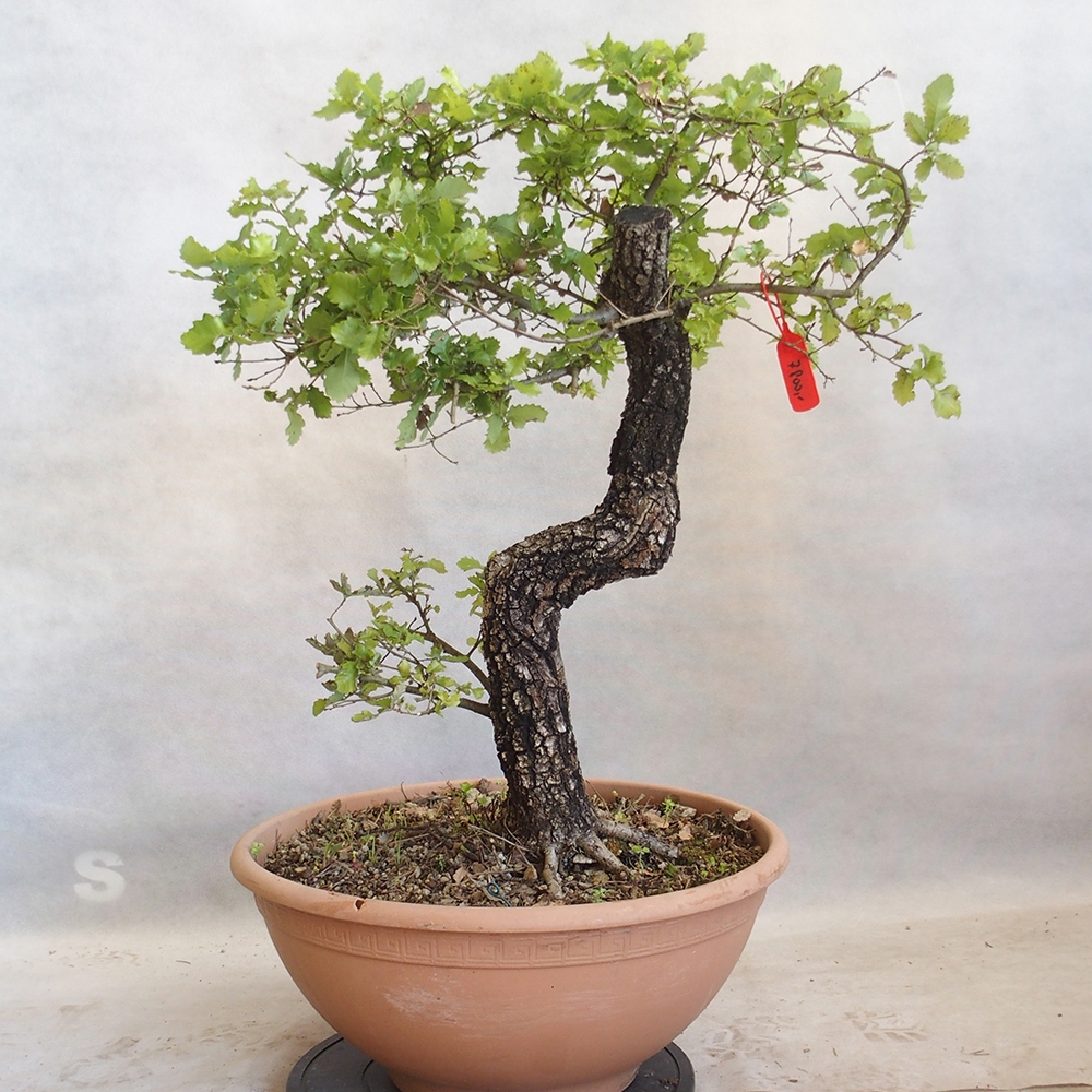 Bonsai da esterno Quercus Cerris - Quercia Cer